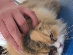 -瑞鹏宠物医院(大运分院)