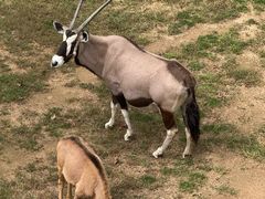 -西霞口神雕山野生动物世界