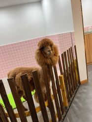 -Moni星球萌宠·小马宝莉·灵蛇·高端高阶全萌宠互动体验俱乐部(红豆国际广场店)