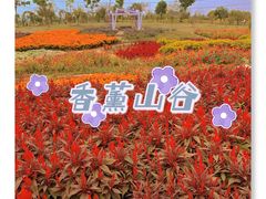 -紫颐香薰山谷景区