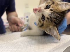 -凯特喵百思猫专科医院