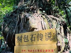 -莫里热带雨林景区