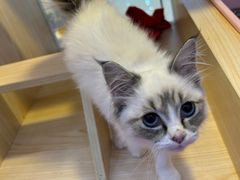 -爪爪喵星球·猫舍(前海卓越店)