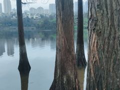 -重庆彩云湖湿地公园
