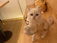 -猫腻·猫咖·撸猫馆(星光大道店)