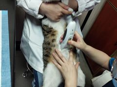 -安安宠医宠物医院·异宠·犬猫内科(岳阳分院)