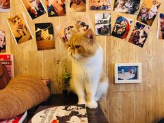 -名猫咖啡馆·撸猫·拼豆