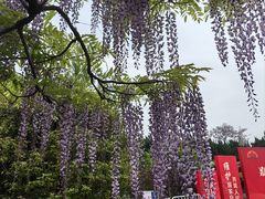 -嘉定紫藤园