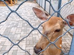 -长白岛森林公园