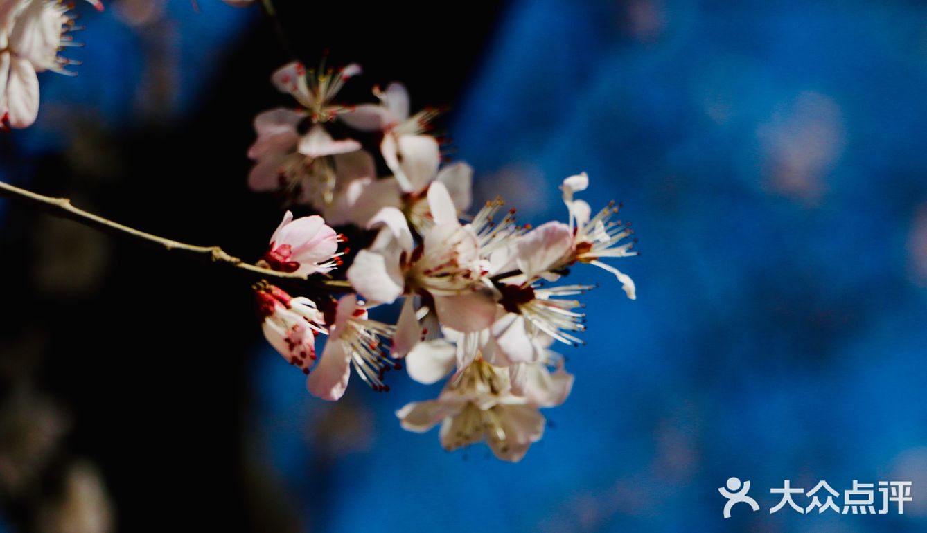 惊蛰节气 惊蜇桃花朵朵压叶枝，春风夜雨玉兰鲜