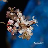 惊蛰节气 惊蜇桃花朵朵压叶枝，春风夜雨玉兰鲜