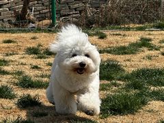 -趣玩宠物乐园寄养训犬训狗游泳池