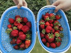 -光明小镇欢乐田园