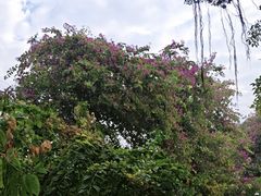 -王借岗森林公园