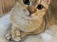 -柴迷FANS CLUB·柴犬狗咖·猫咖