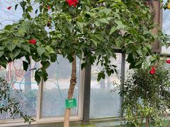 -南宫五洲植物乐园