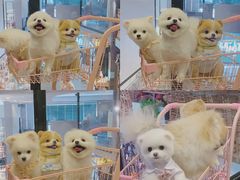 -百好乐宠物友好餐厅(朝外大街店)