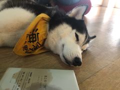 -Husky Go! 哈士奇体验馆·宠物咖啡厅狗咖