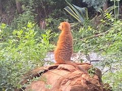 -云南野生动物园