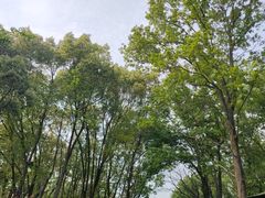 -紫金山山顶公园