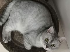 -宠颐生宠物医院·心肾内科·猫专科诊疗中心宠巢店