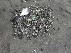 -东疆理想海岸沙滩景区