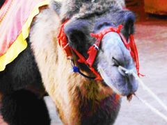 -天山神秘大峡谷