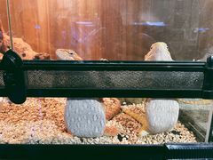 -酷以爬仙阁实体爬宠店·守宫·蜥蜴·专业繁育