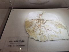 -盐城丹顶鹤湿地生态旅游区