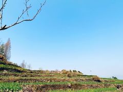 -桑洲油菜花景区