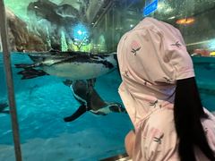 -帝企鹅自助餐厅•儿童岛•真企鹅(长隆企鹅酒店)