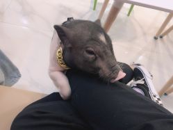 -Moni星球萌宠·小马宝莉·灵蛇·高端高阶全萌宠互动体验俱乐部(红豆国际广场店)