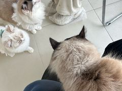 -怪兽屋·羊驼·猫咖·狗咖(俊华广场店)