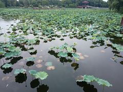 -荷塘月色湿地公园·向阳花洲