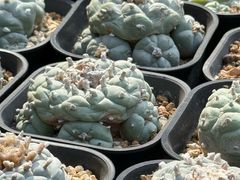-瑞虹新天地月亮湾