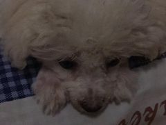 -康乐宝动物医院