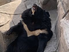 -石家庄市动物园