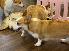 -柯斗斗主题餐厅·狗咖·围炉煮茶·茶饮(国瑞升平里店)