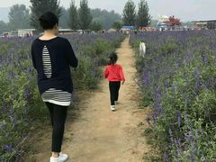 -北京东方普罗旺斯薰衣草庄园