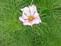 upload_pic-同銮特种养殖场·龙虾垂钓