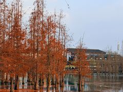 -白鹭湾湿地公园