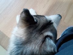 大款-Husky Go! 哈士奇体验馆·宠物咖啡厅狗咖