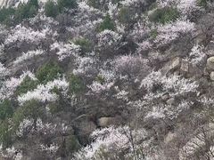 -北京凤凰岭