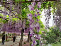 -嘉定紫藤园