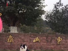 -铁山坪森林公园