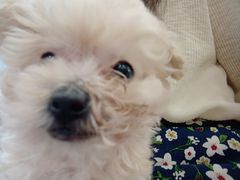 -柴犬小屋·柴餐厅·狗咖食堂(金鼎广场店)