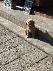 -小红帽摄影(丽江店)