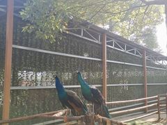 -秀丽东方