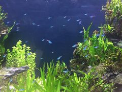 -中环花鸟鱼虫市场
