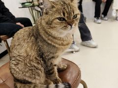 -共舞时光猫咖·狗咖(新街口店)